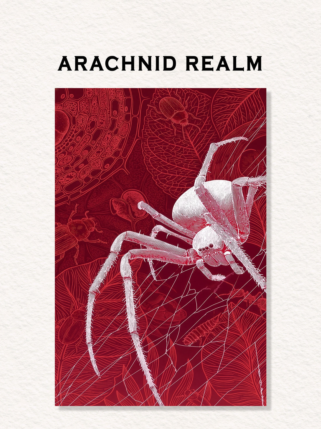Arachnid Realm